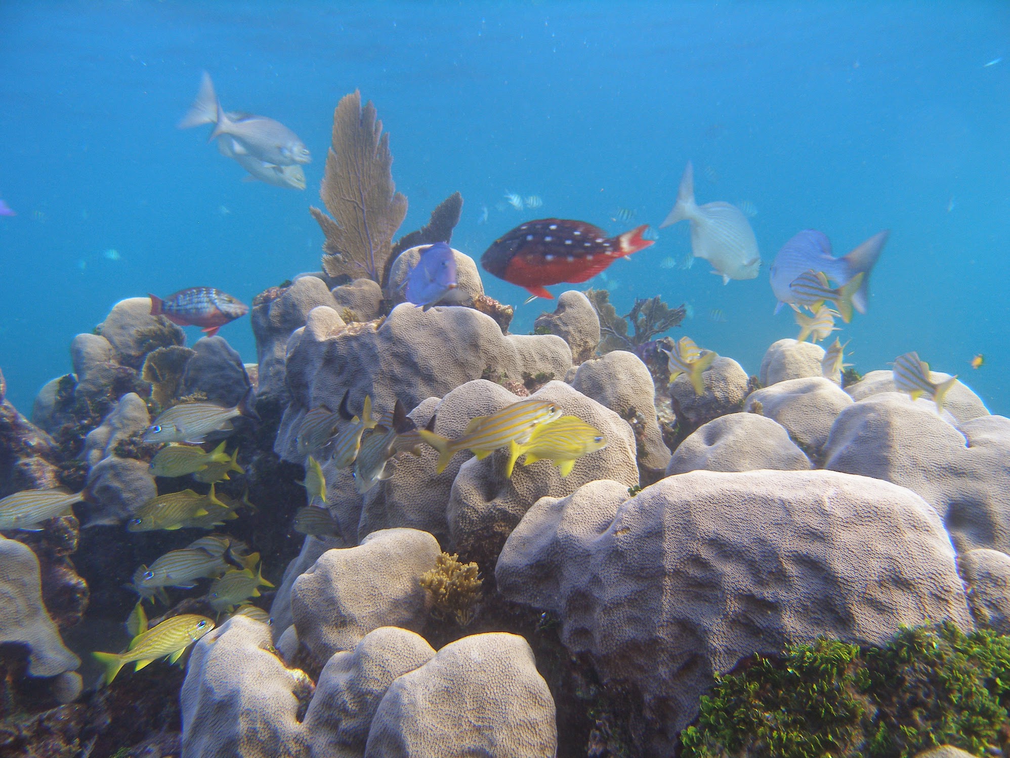 Decorative background of a coral reef ecology