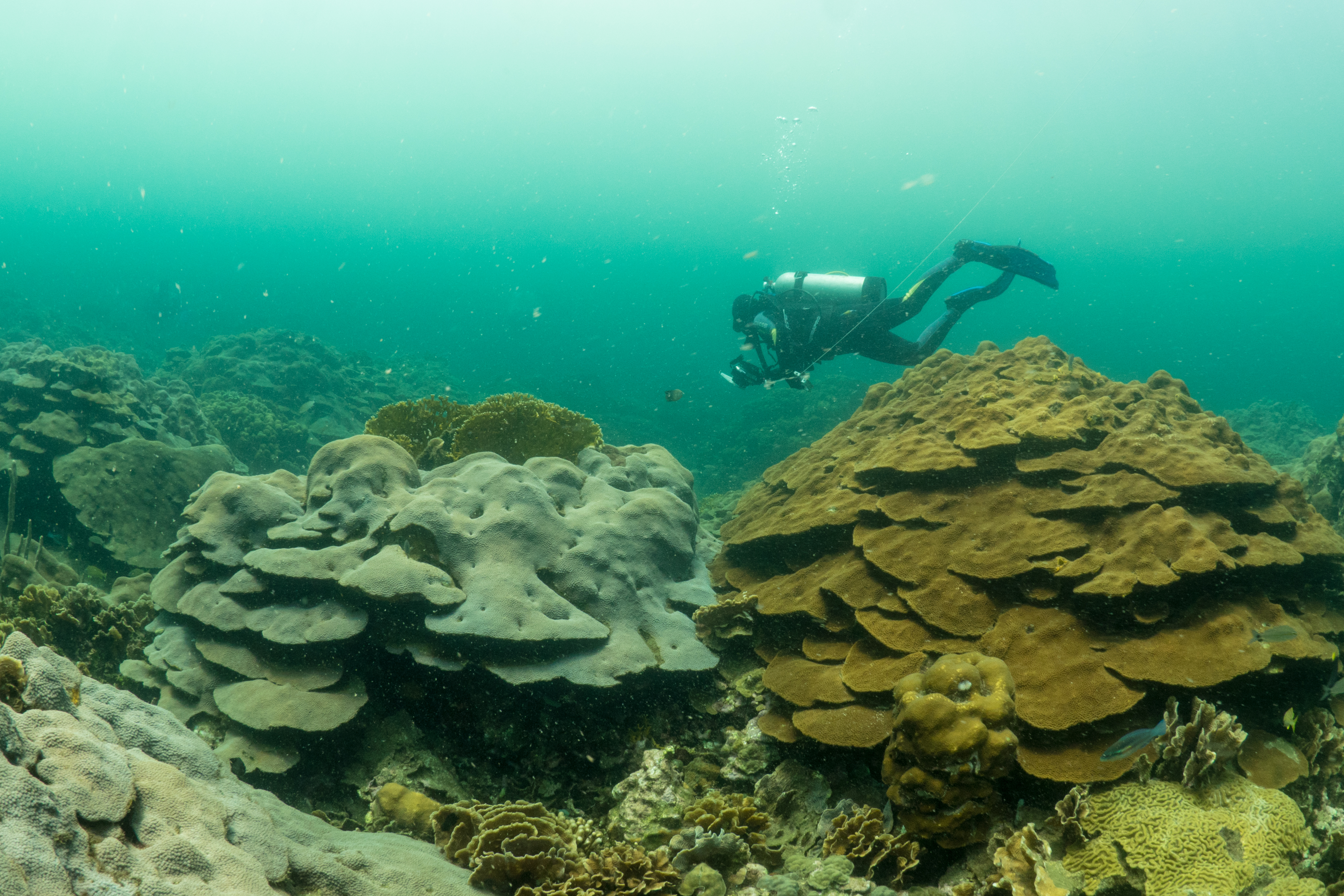 A diver exploring a vibrant coral reef, surrounded by various coral formations and marine life in clear blue water. Varadero Colombia